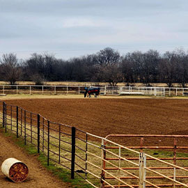 Horse in an arena